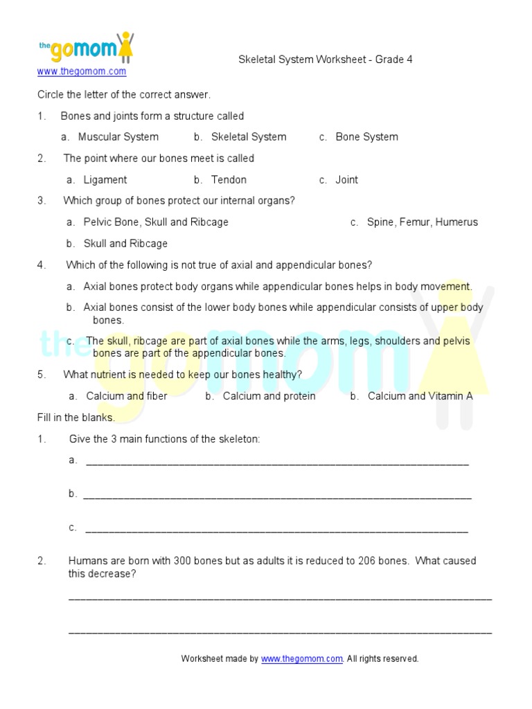 Skeletal System Grade 4 Skeleton Bone