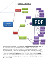 Nervios Craneales Resumen 2