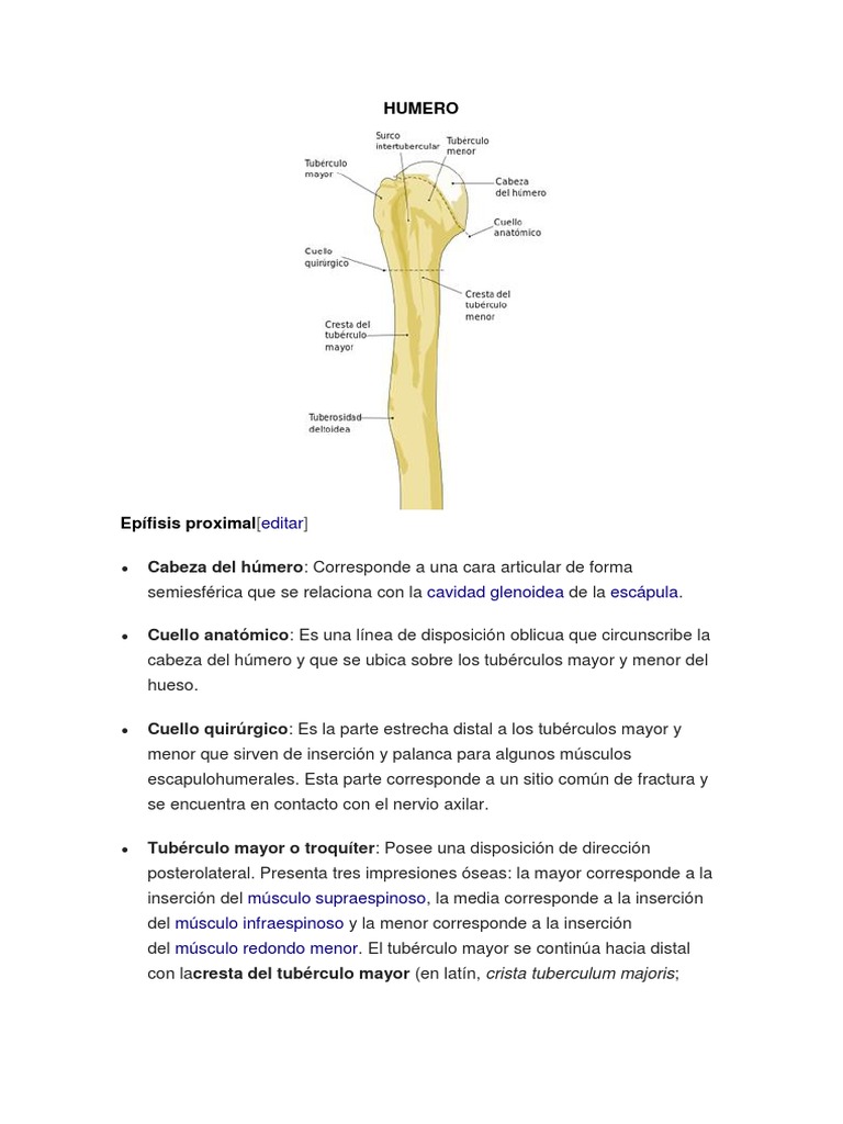 Partes del Húmero y su Anatomía | PDF | Extremidades (anatomía ...