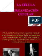 3 La Celula y Su Organizacion
