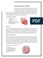 Sistema de Conducción Cardiaco: Nodo Sinusal, Nodo AV, Haz de His y Fibras de Purkinje