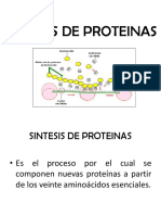 Sintesis de Proteinas IV