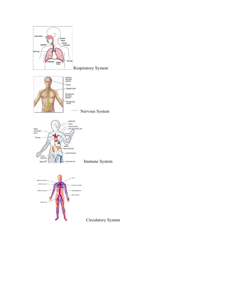 Body Systems | PDF