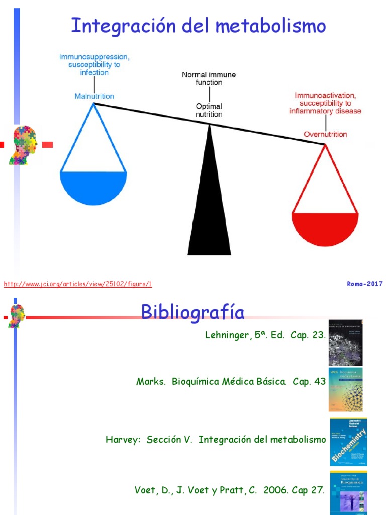 16 Integracion Del Metabolismo Enero 2017 (1) | Glucógeno ...