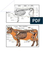 Zootecnia - Vacas.docx