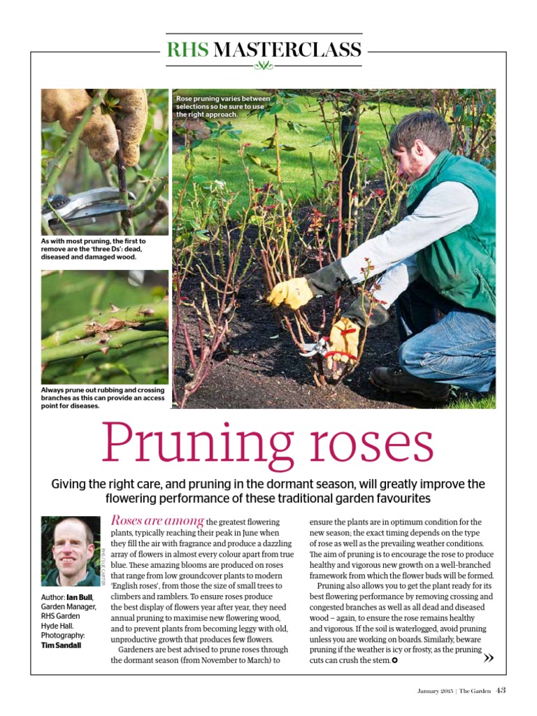 RHS Masterclass On Rose Pruning PDF | PDF | Pruning | Rose