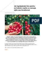 12 Rețete de Îngrășământ Bio Pentru Tomate