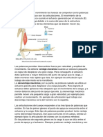 En La Generación de Movimiento Los Huesos Se Comportan Como Palancas Cuyos Puntos de Apoyo Son Las Articulaciones