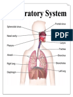 Parts & Function of Respiratory System