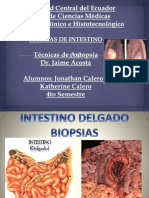 Intestino Delgado y Colon Tecnicas de Autopsia