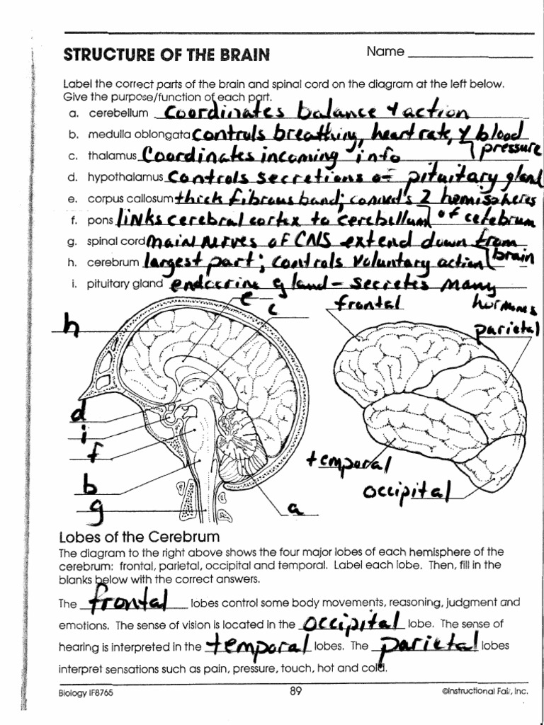 Structure of The Brain | PDF | Cerebrum | Parietal Lobe