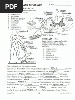  Bxscience Edu Ourpages Auto 2011 3 31 58829446 Sal Cord And Reflex Act Handout Ans