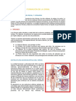 Formación de La Orina Bioquímica