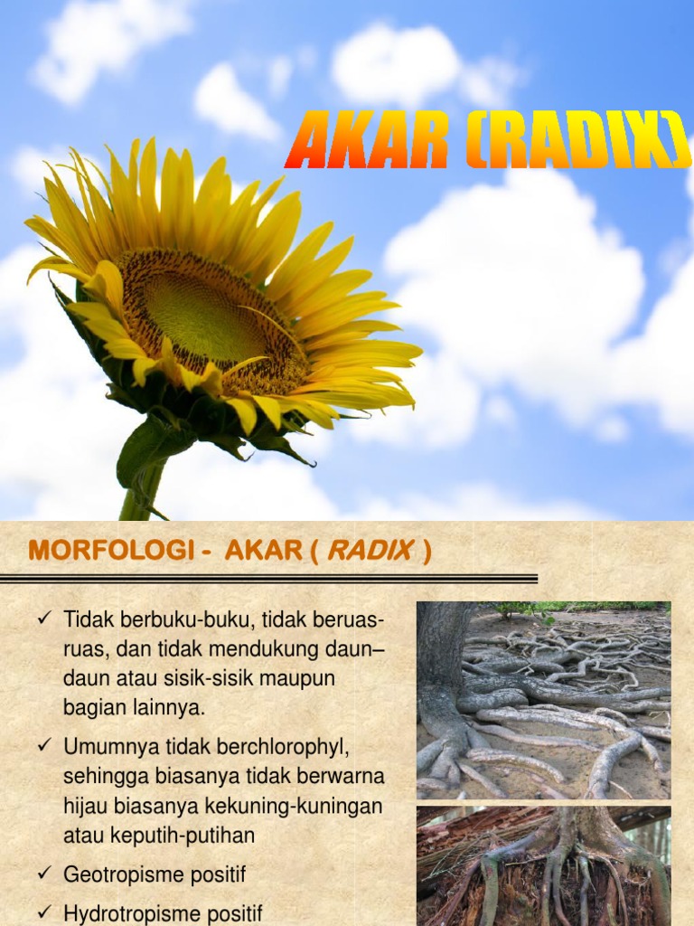 Struktur dan Fungsi Akar Tumbuhan | PDF