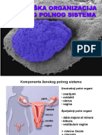 Zenski Polni Sistem 2014 15