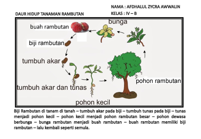 Daur Hidup Rambutan