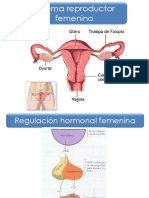 Cliclo Menstrual Clase 4