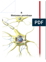 Sistema Nervioso. Uriarte (2009) Cuerpo Humano y Salud