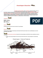 Grasshopper Dissection: Identifying Internal & External Anatomy