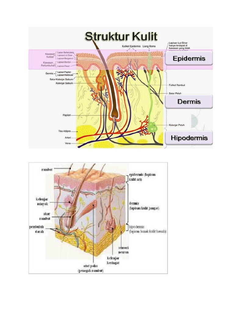 Anatomi Fisiologi Integumen Kulit
