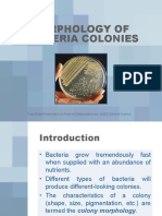 Morphology of Bacteria Colonies