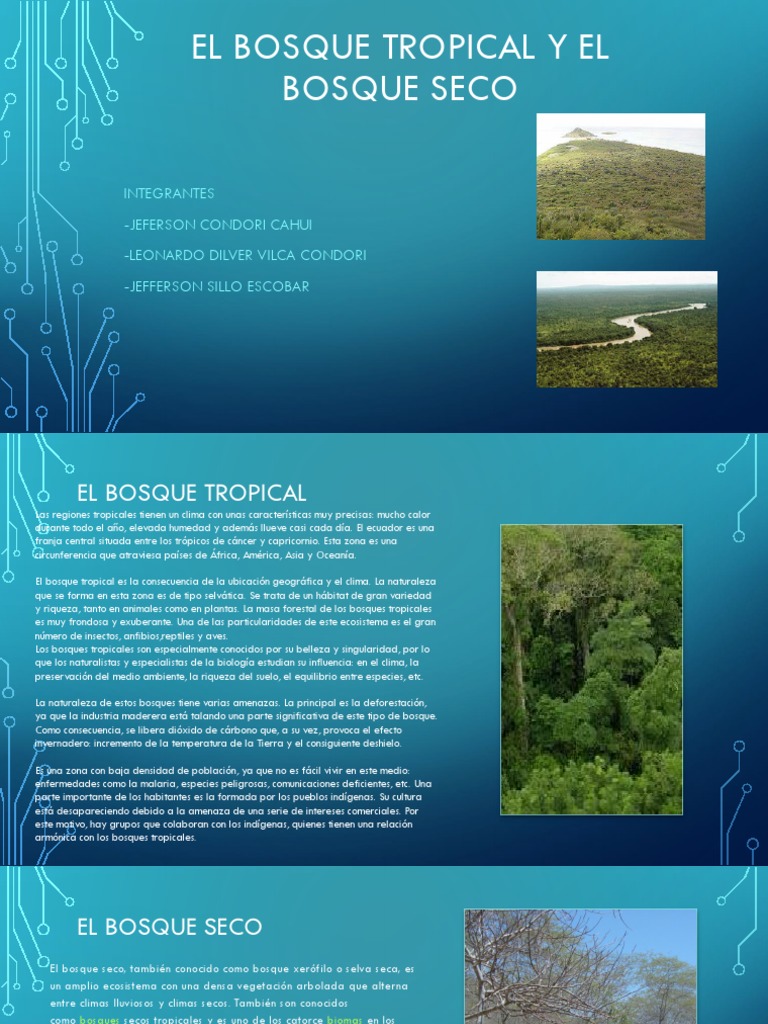 El Bosque Tropical y El Bosque Seco PDF Selva Zona tropical