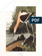 Plate 318 American Avocet PDF