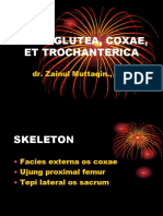 Regio Glutea, Coxae, Et Trochanterica