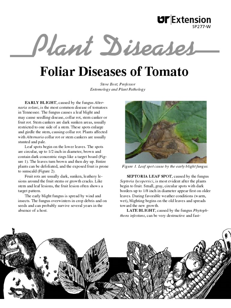 literature review of tomato pdf