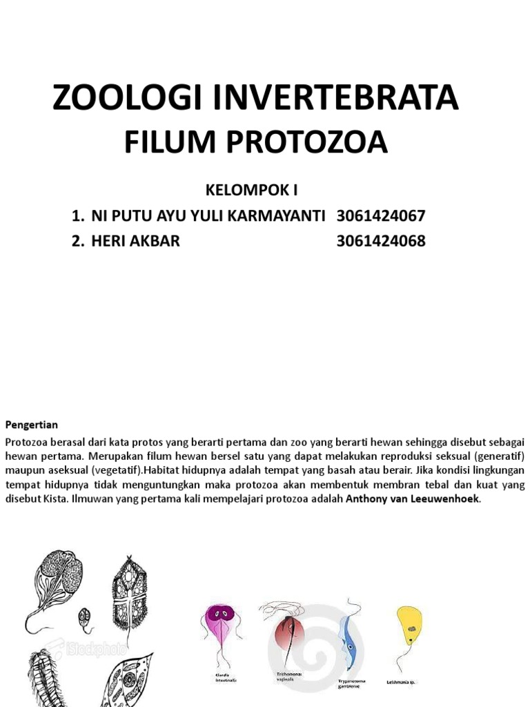 76 Gambar Hewan Invertebrata Protozoa Terbaik