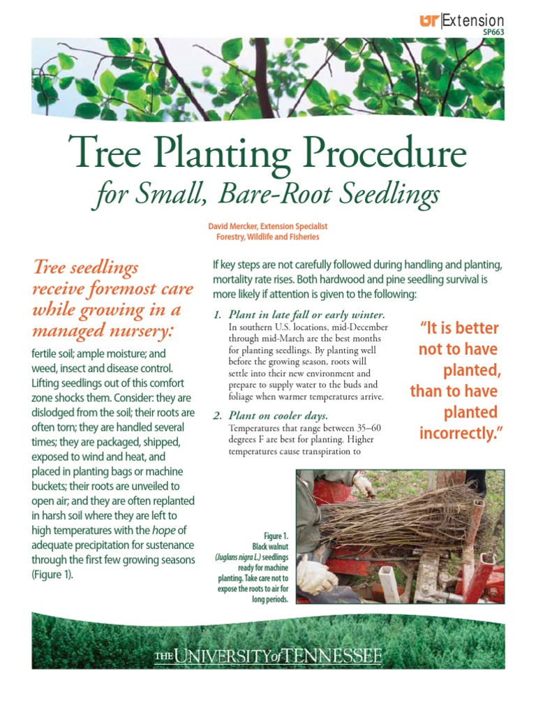 Tree Planting Procedure for Small, Bare Root Seedlings Seedling