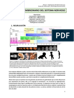 Organización Del Sistema Nervioso