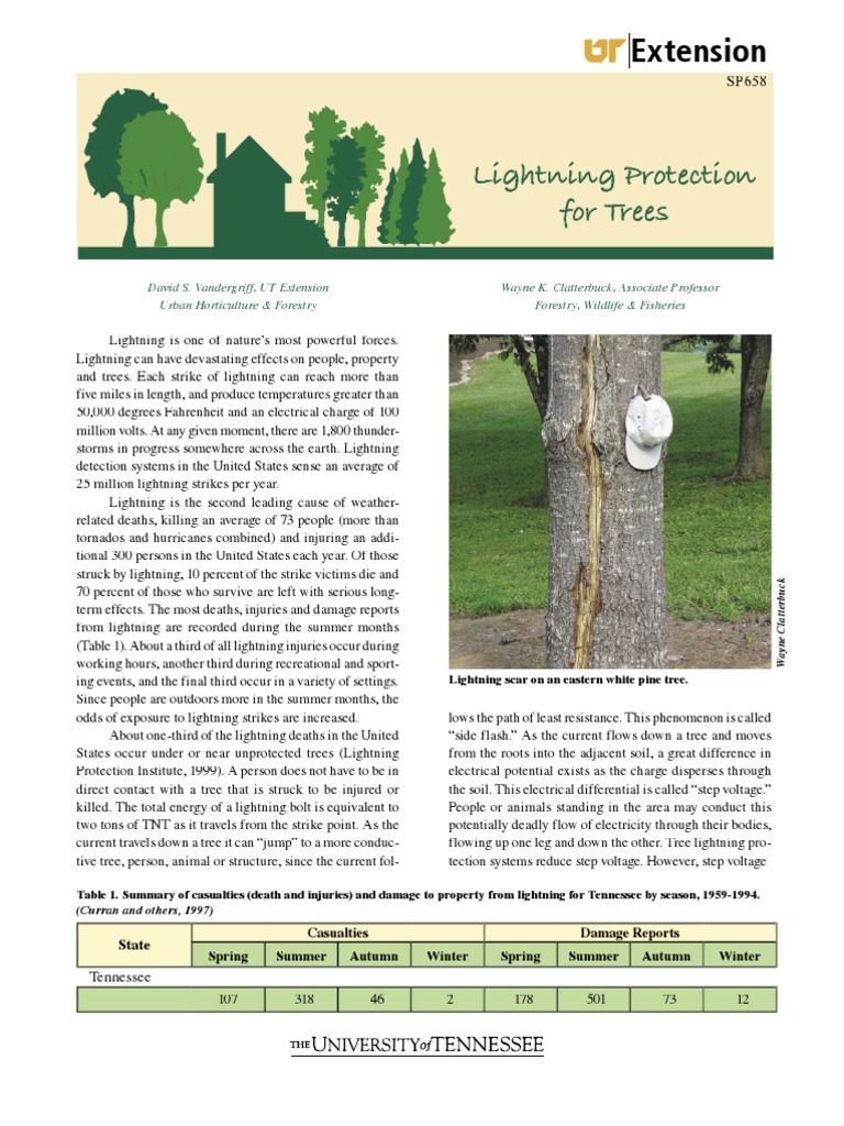 Lightning Protection for Trees Lightning Trees