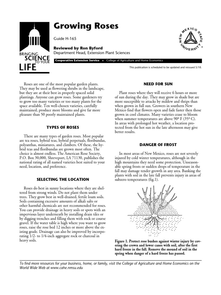 Growing Roses: Reviewed by Ron Byford | PDF