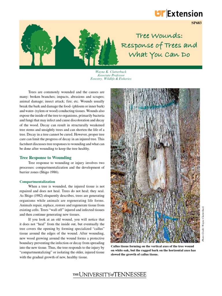 Tree Wound Care and Healing Guide | PDF