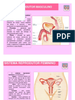 Sistema reprodutor masculino e feminino