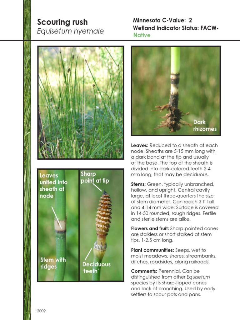 Equisetum Hyemale Scouring Rush - 09 | PDF