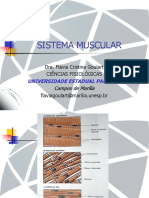 Sistema Muscular