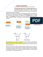 ÁCIDOS NUCLEÓTIDOS