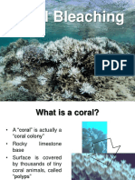 Coral Bleaching