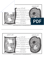 plant and animal cells