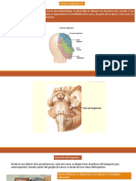 CIRUGIA - ODONTOLOGIA