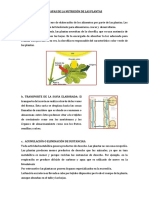 Etapas de La Nutrición de Las Plantas Juli 2