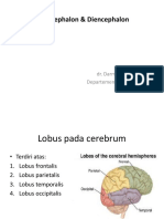 Telencephalon & Diencephalon 