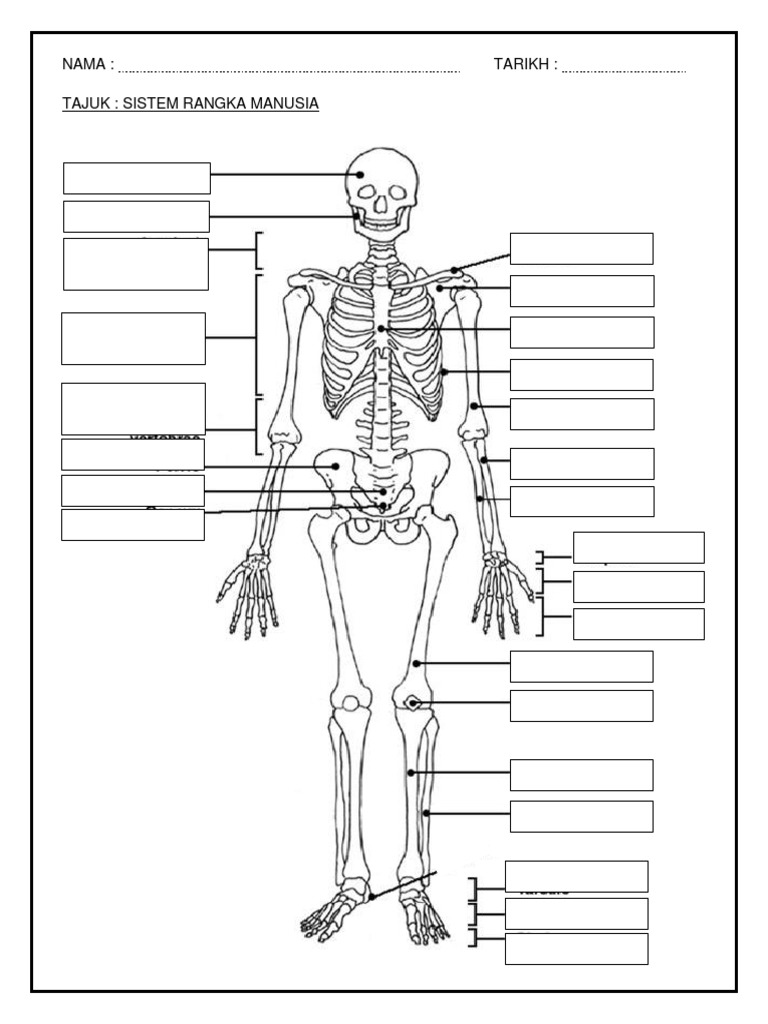 Minggu 3 Latihan Sistem Rangka Manusia Pdf