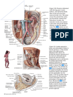 Anatomy of Kidneys, Renal Veins and Suprarenal Glands
