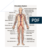  Vena Arteri