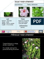 Common Name: Tropical Hibiscus Family: Malvaceae