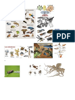 Taxonomia Ciencias 50 Dibujos de Biologia