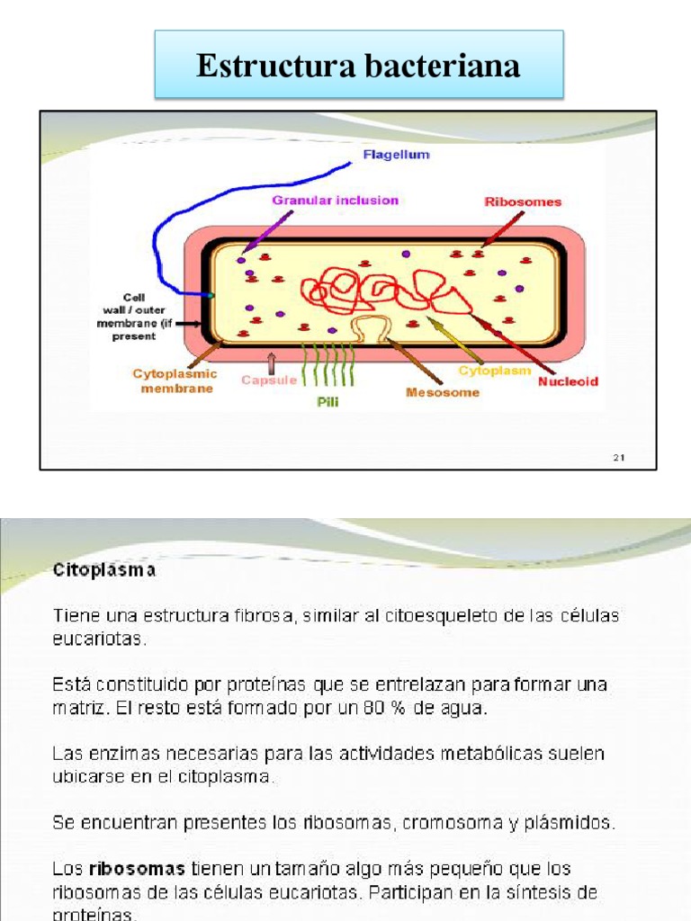 Estructura y Función de Bacterias | PDF | Las bacterias | Biología Celular)